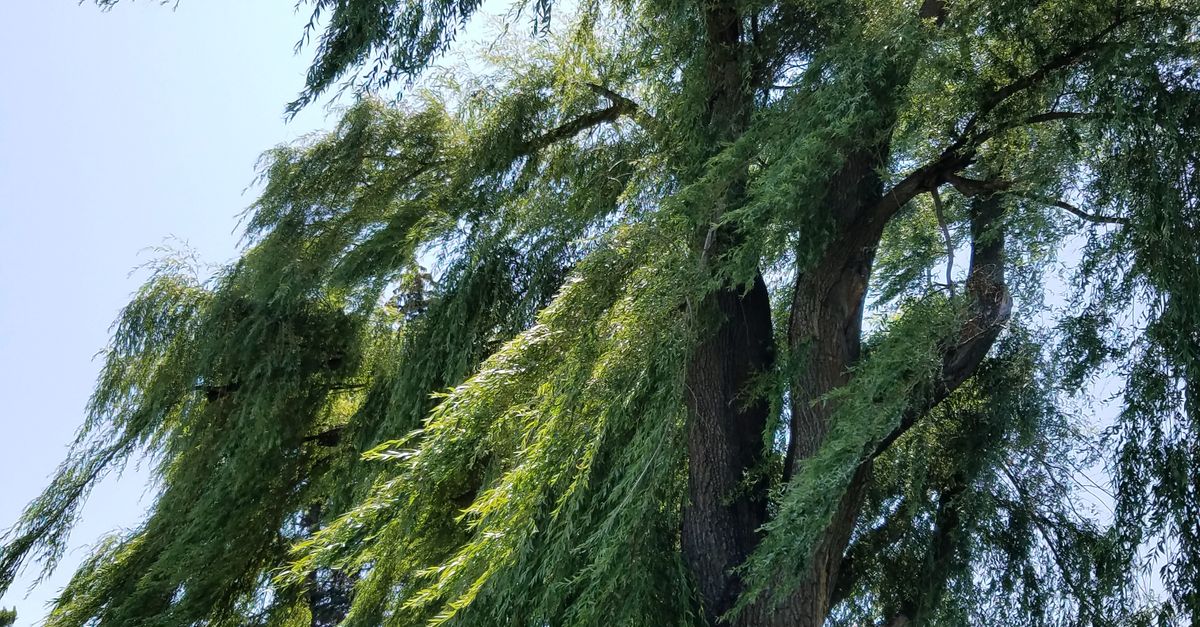 Ilmainen Kuvapankkikuva Aiheesta Itkuraita Paju Puu ilmainen-kuvapankkikuva-aiheesta-itkuraita-paju-puu