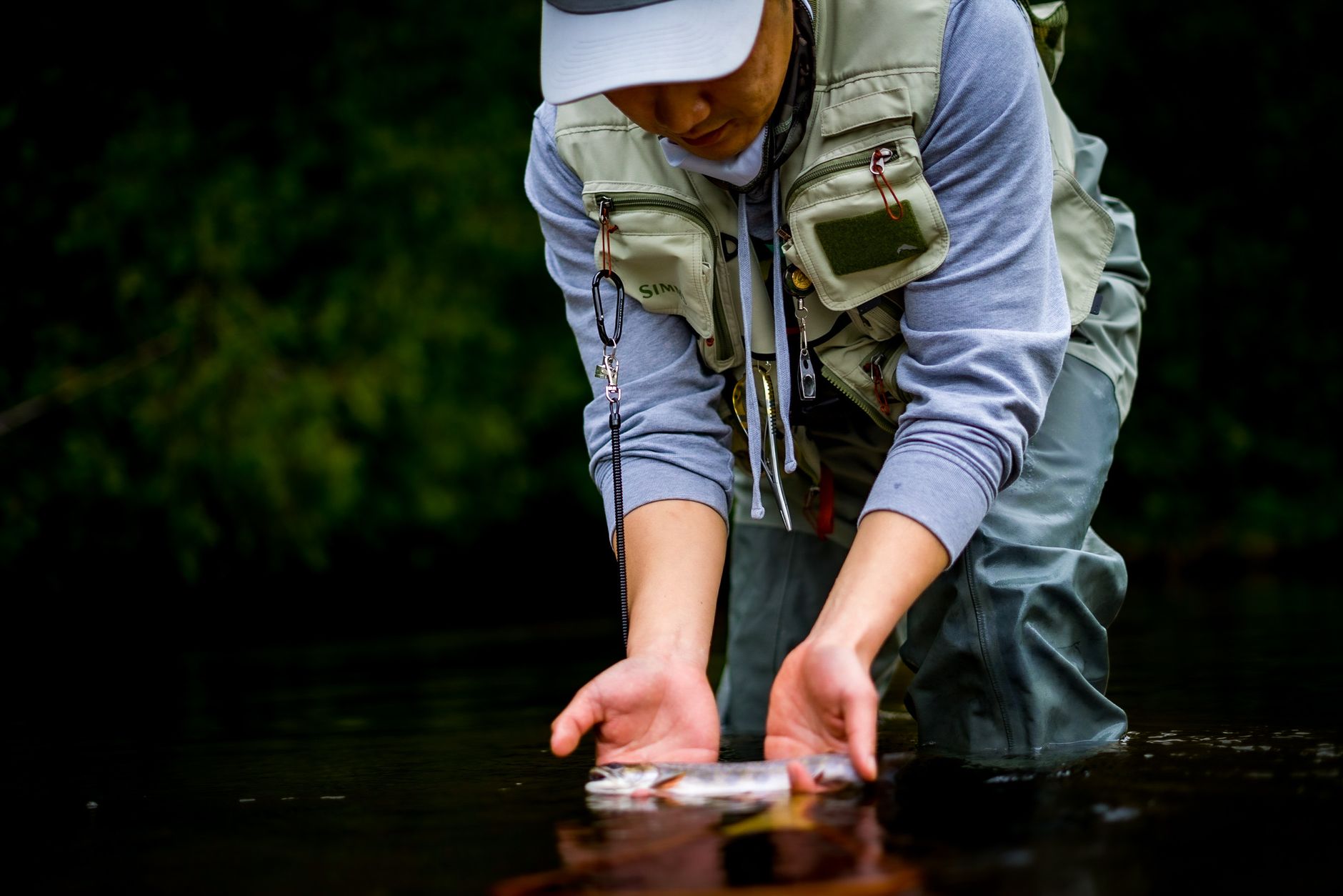 Angler releasing a trout into a creek during fly fishing in Milton, Ontario.
