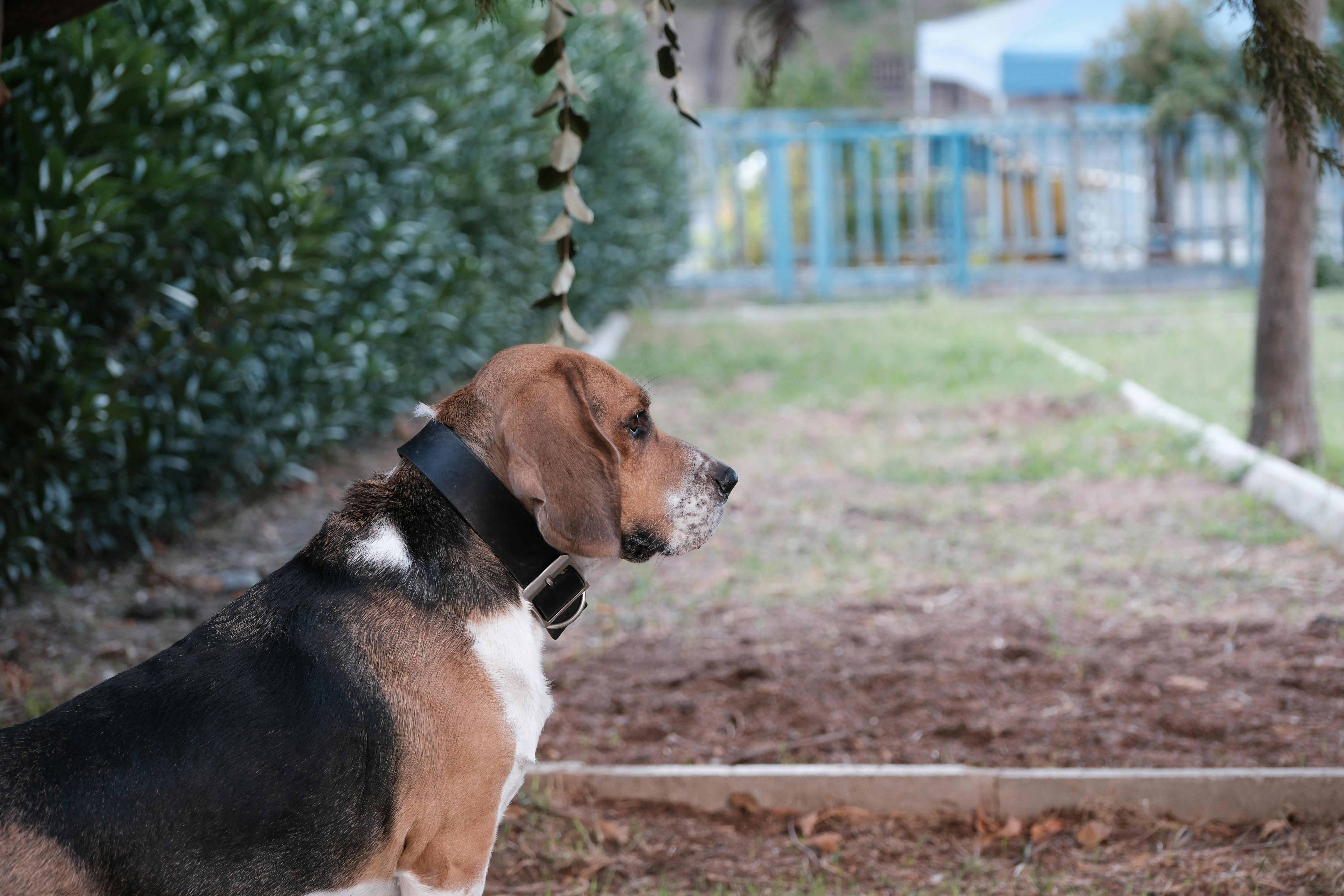 Side Profile of a Curious Basset Hound Outdoors