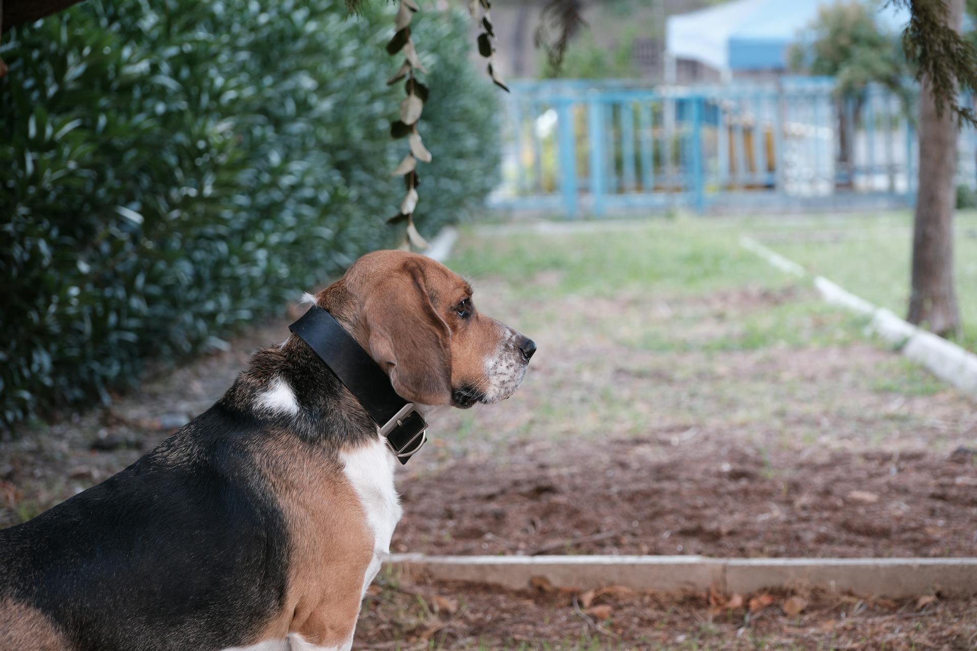 Vue latérale d'un curieux basset à l'extérieur