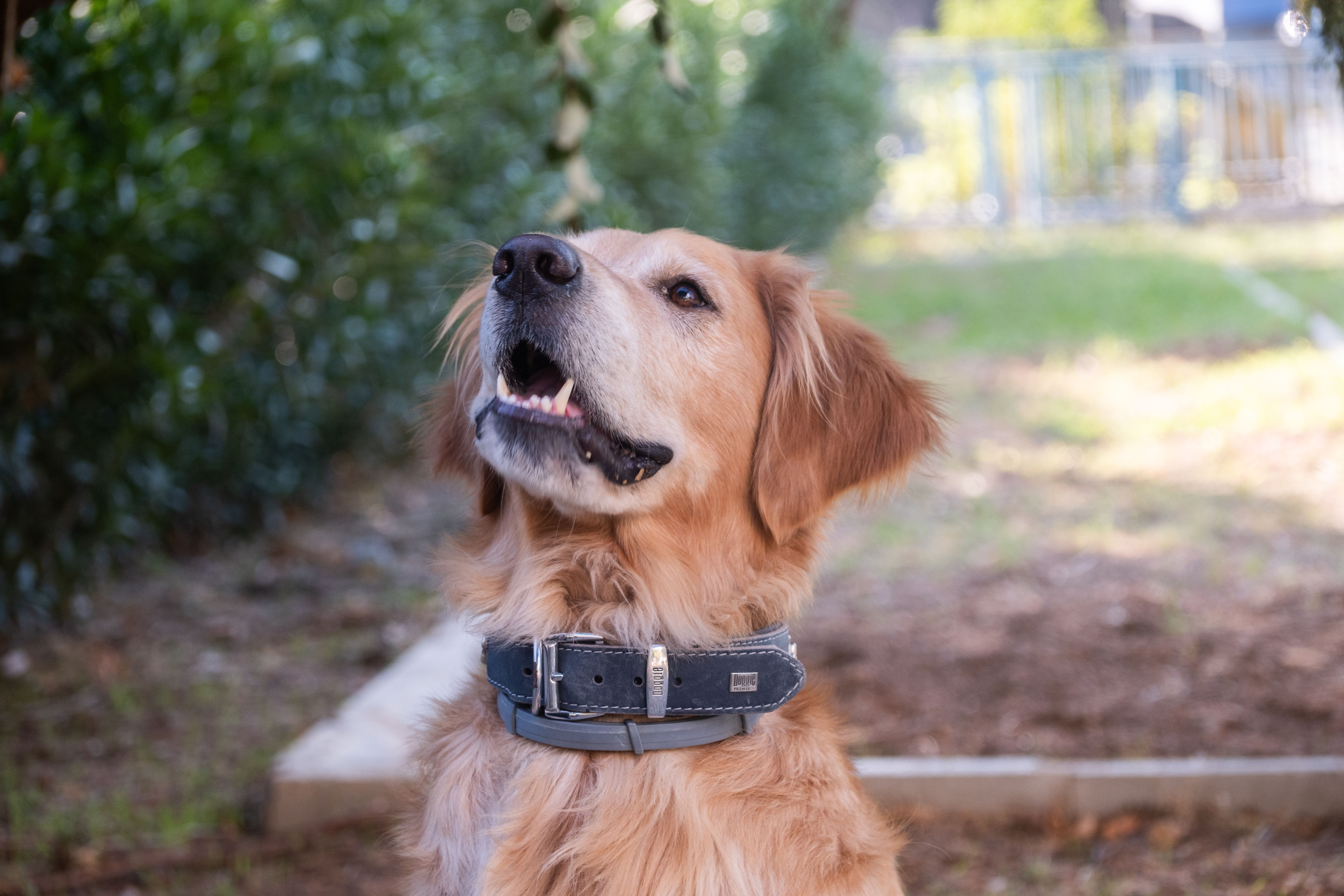 pet lifestyle more lifestyle pets — Photo by Doğan Alpaslan  Demir on Pexels