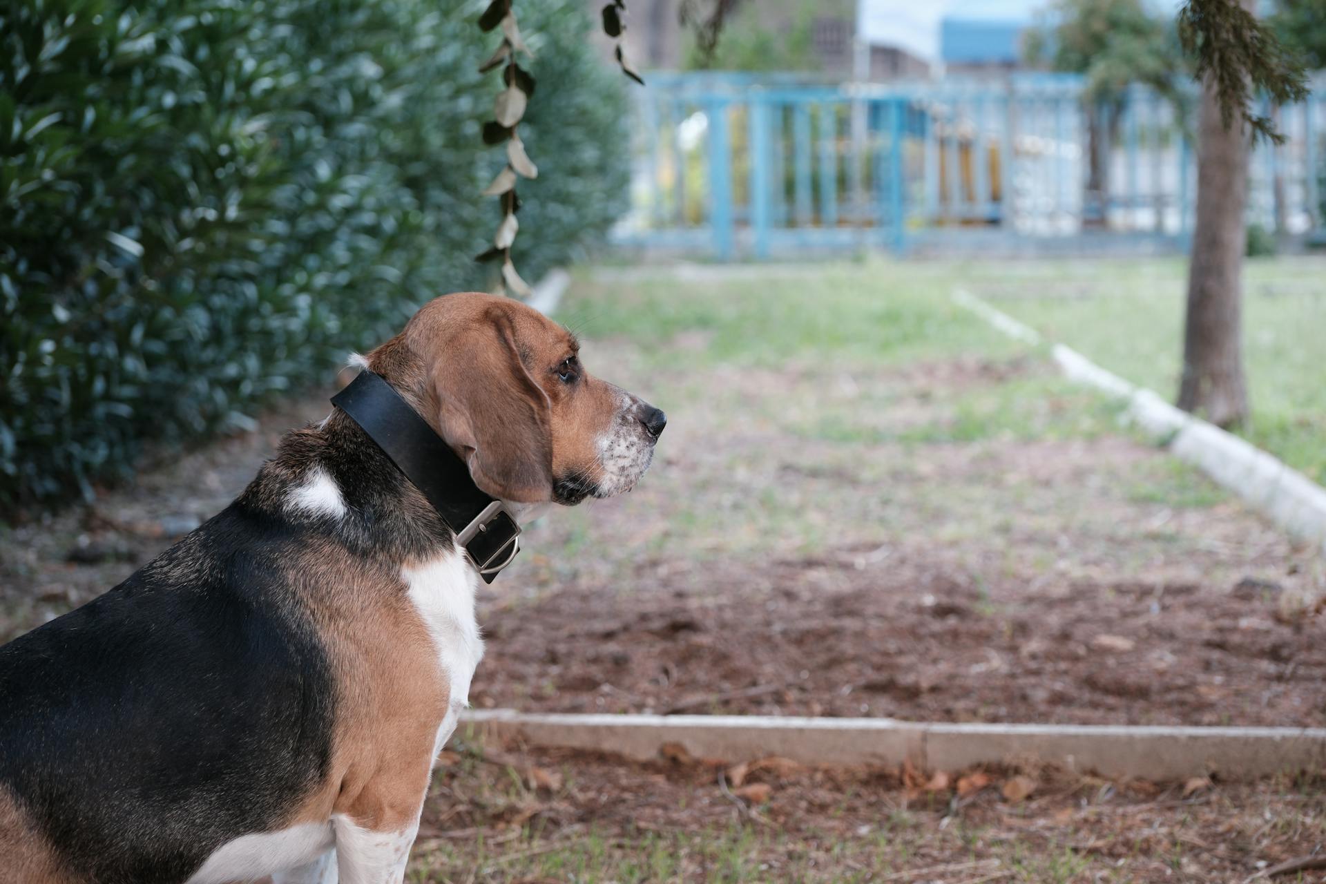 Beaglehund utomhus i Bornova-parken