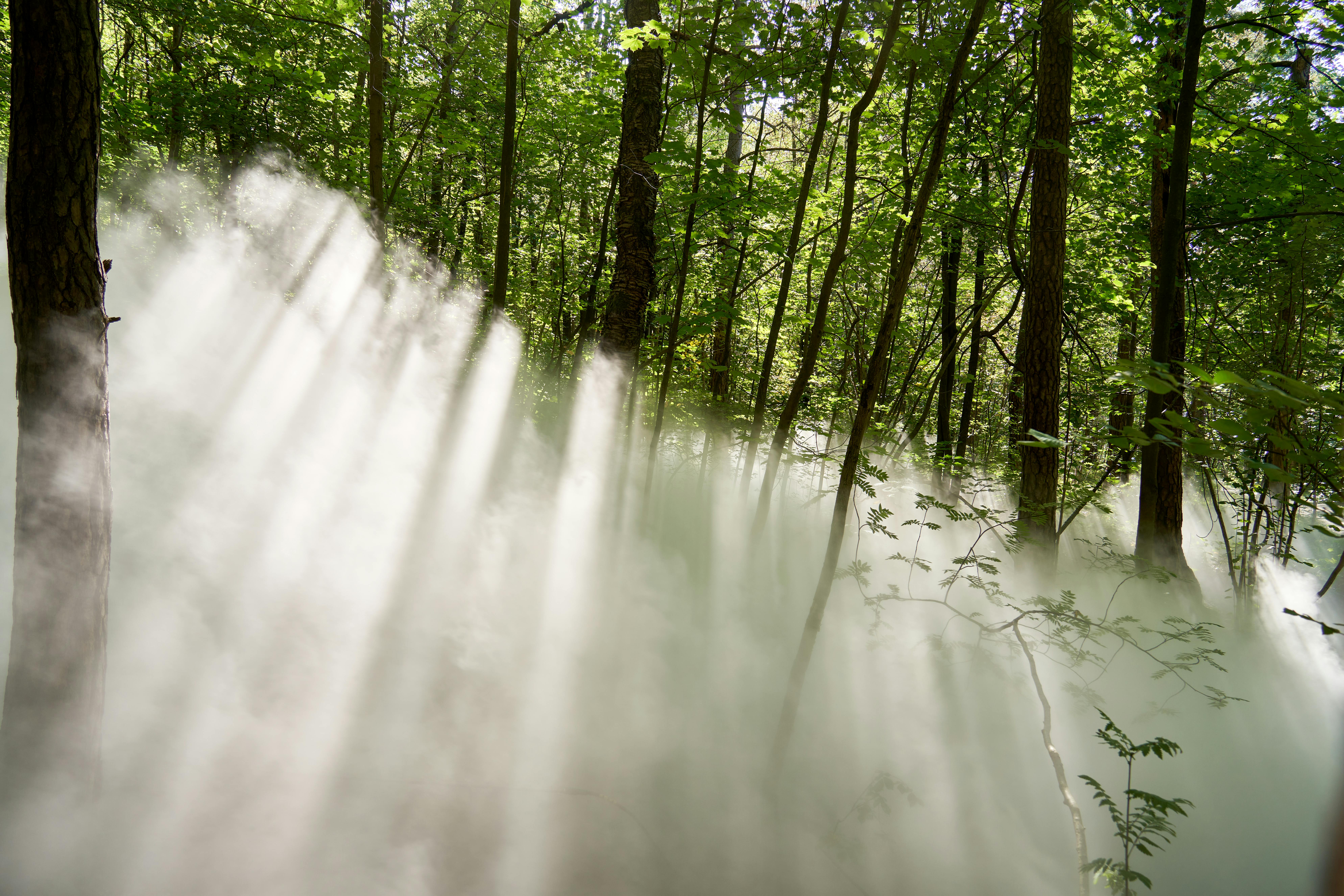 Installation Artistique De Brouillard Dans La Forêt D'ekeberg, Norvège