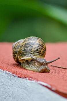 Detailed macro shot capturing the texture and movement of a garden snail on a ledge.