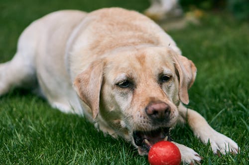 Gratis stockfoto met aan het kijken, bal, beest