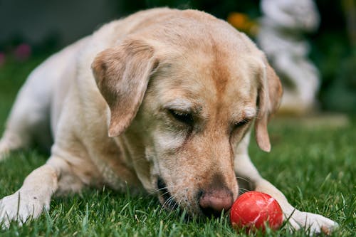 Gratis stockfoto met aan het kijken, bal, beest