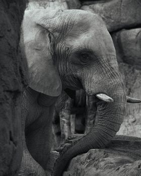 elephant photo