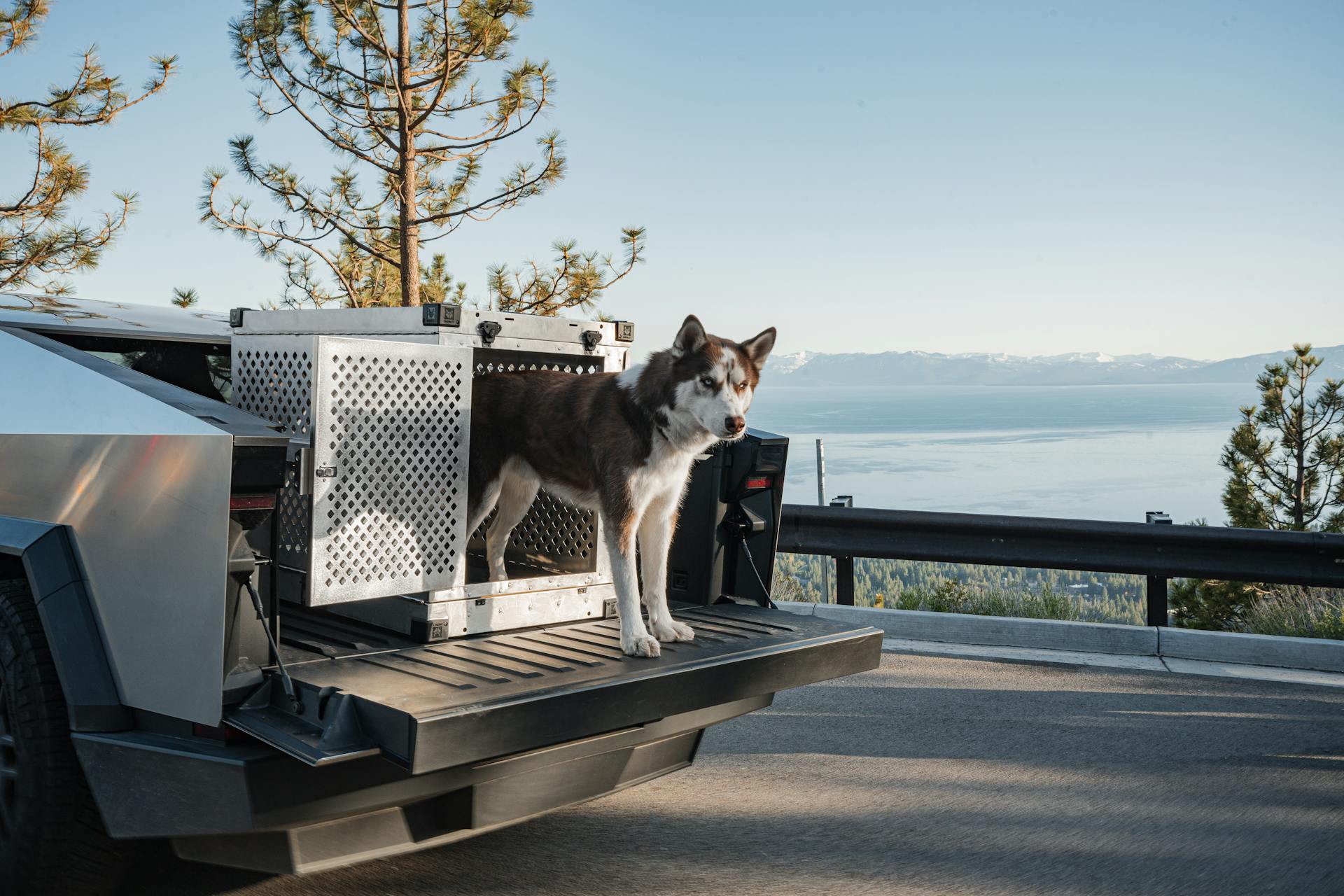 Siberian Husky in Crate on Cybertruck at Lake Tahoe