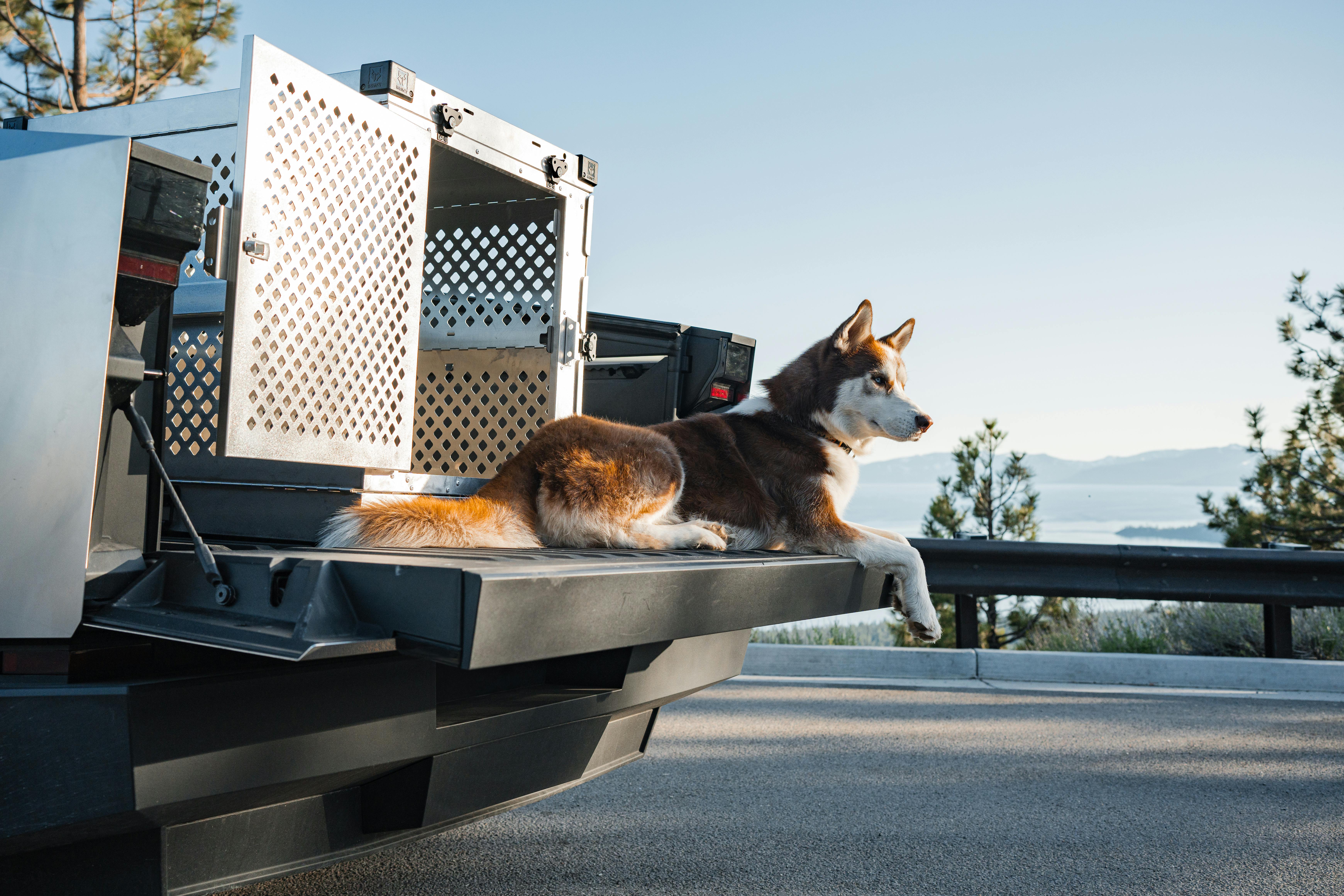 pet technology contact — Photo by Impact Dog Crates on Pexels