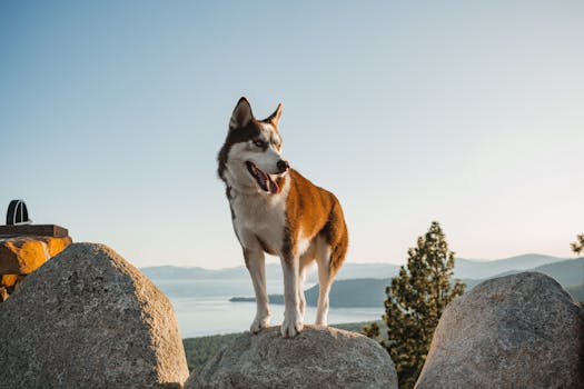 A Siberian Husky standing on rocks with a scenic view of Lake Tahoe, captured in daylight.
