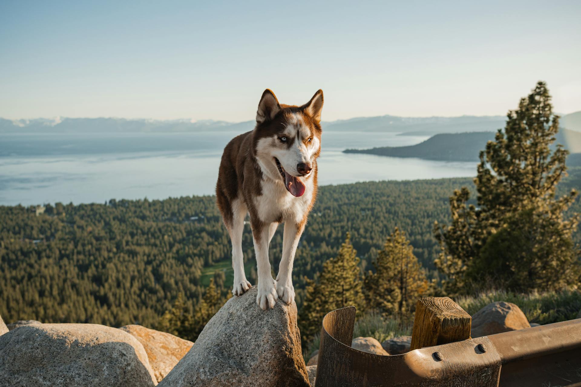 Siberian Husky Travel Tips: Best Raw Aluminum Dog Crates for Tesla Cybertruck Adventures at Mountain Peaks