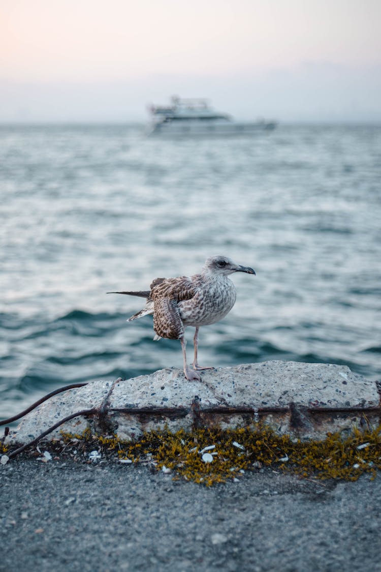 Greater Yellowlegs