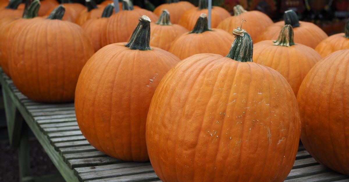 Prosper's Hometown Harvest Fair Brings Hayrides, Live Music, and a Food Drive to Frontier Park