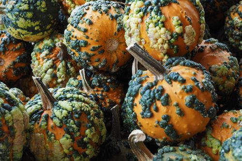 Free Close-up of vibrant warted gourds in a pile, displaying vivid orange and green textures. Stock Photo