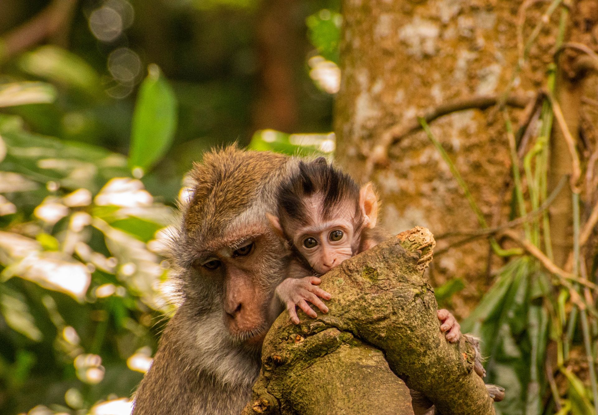 Monkey Family in Ubud Forest, Bali