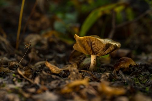 Free Detailed image of a wild mushroom among fallen leaves in an autumn forest setting. Stock Photo