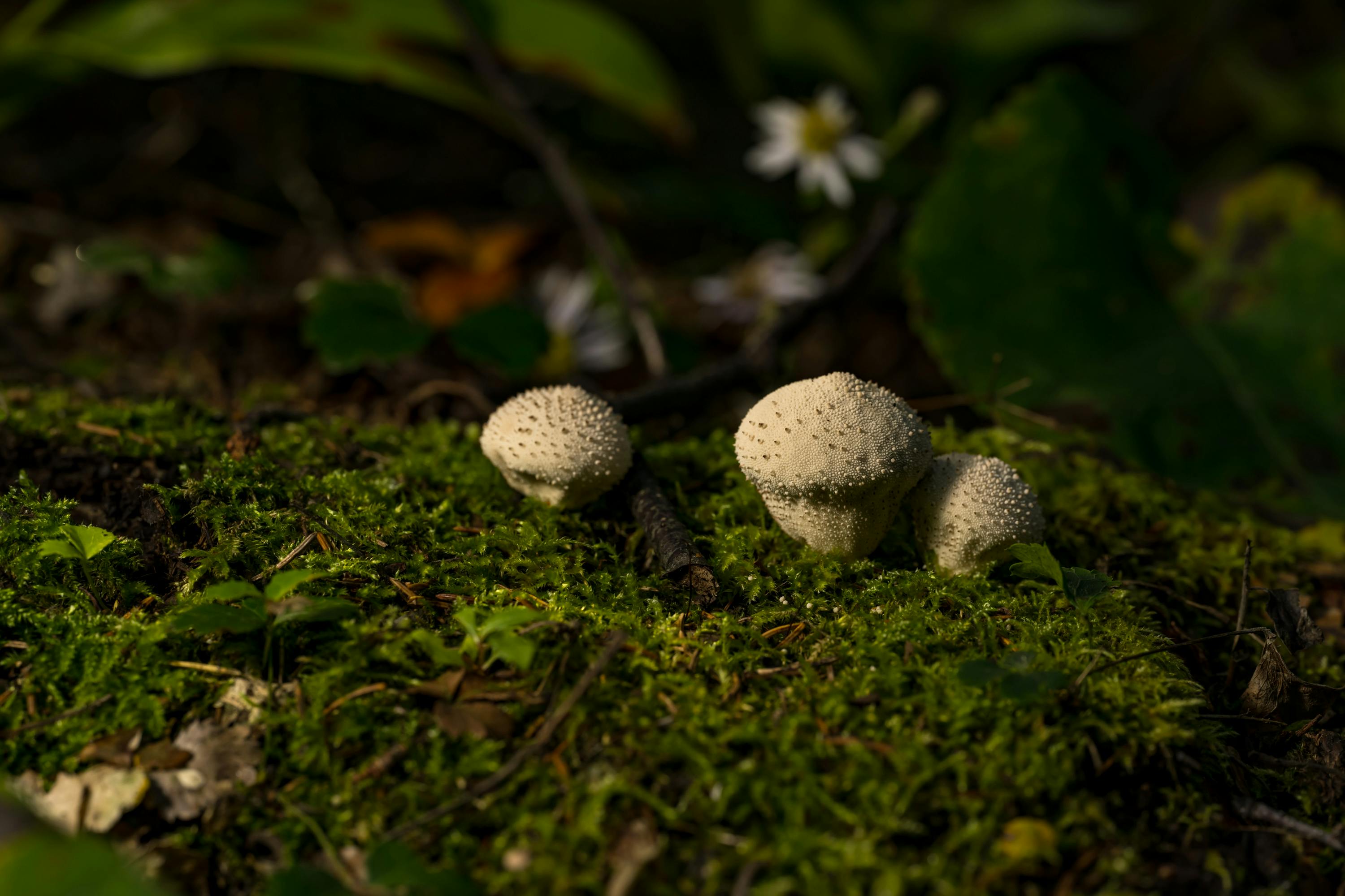 Puffball Mushroom Cut In Half Showing Pure White Interior