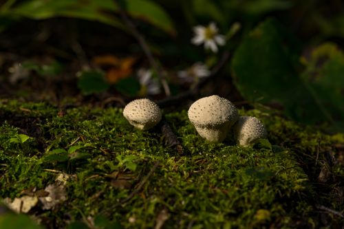 Free Macro shot of puffball mushrooms growing on a lush forest floor in fall. Stock Photo