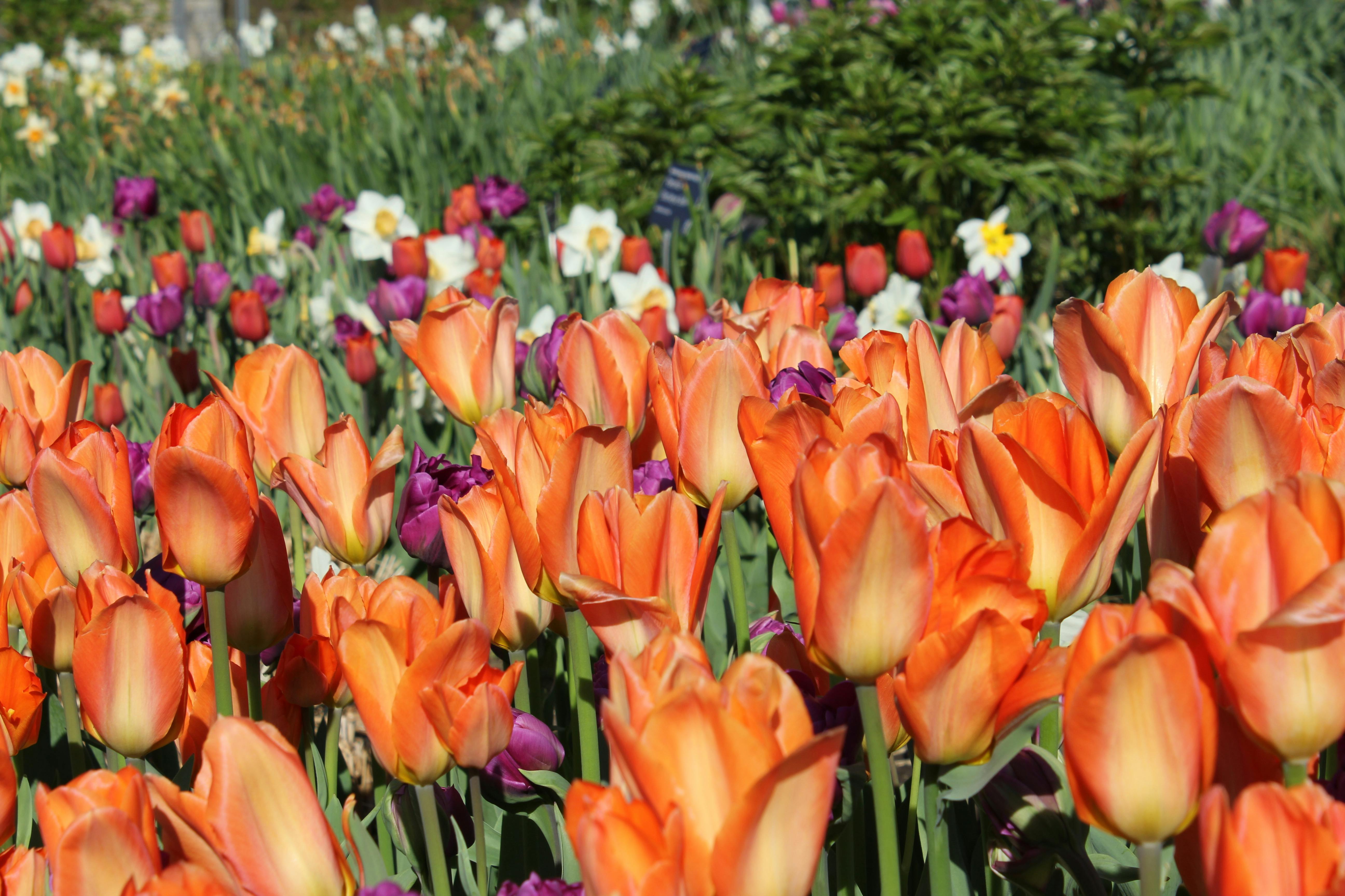 Princeton May Day Events Put Civic Engagement Front and Center — Photo by alex ohan on Pexels