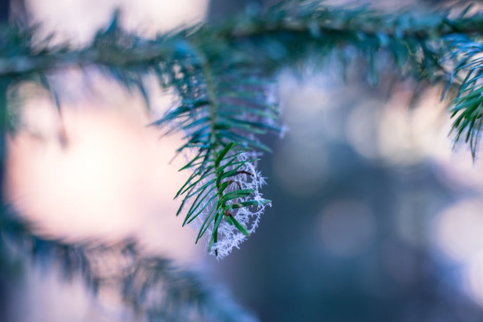 Free stock photo of branch, close-up, fir
