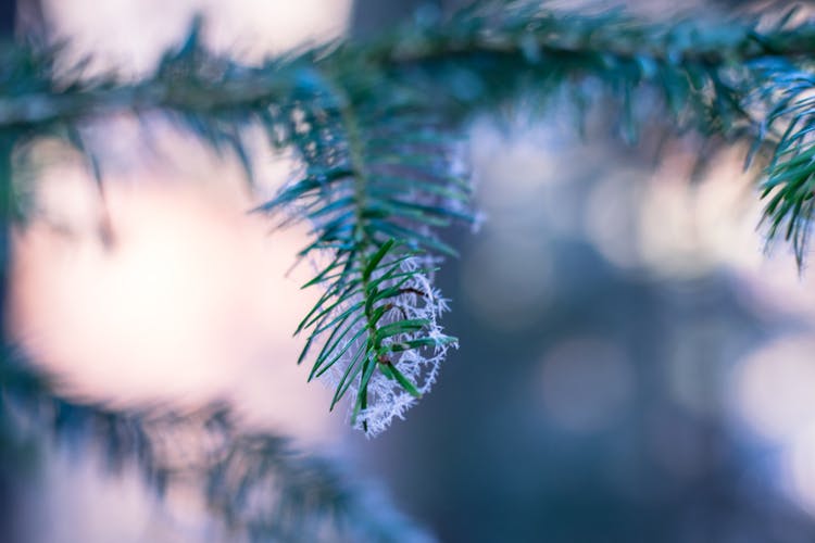 Selective Focus Photography Of Pine Tree With Snow Flakes