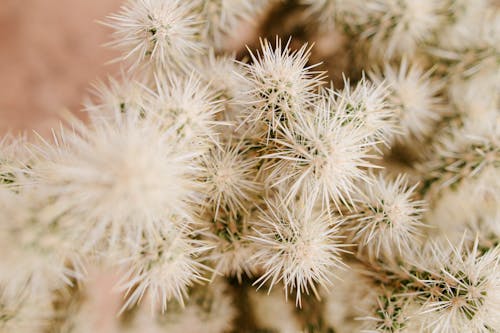 Free stock photo of california, desert, joshua tree