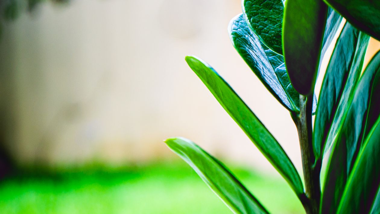 Close-up Of A Green-leafed Plant · Free Stock Photo