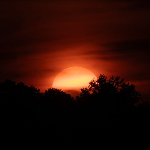 Free A breathtaking sunset with vivid orange hues over dark silhouetted trees. Stock Photo