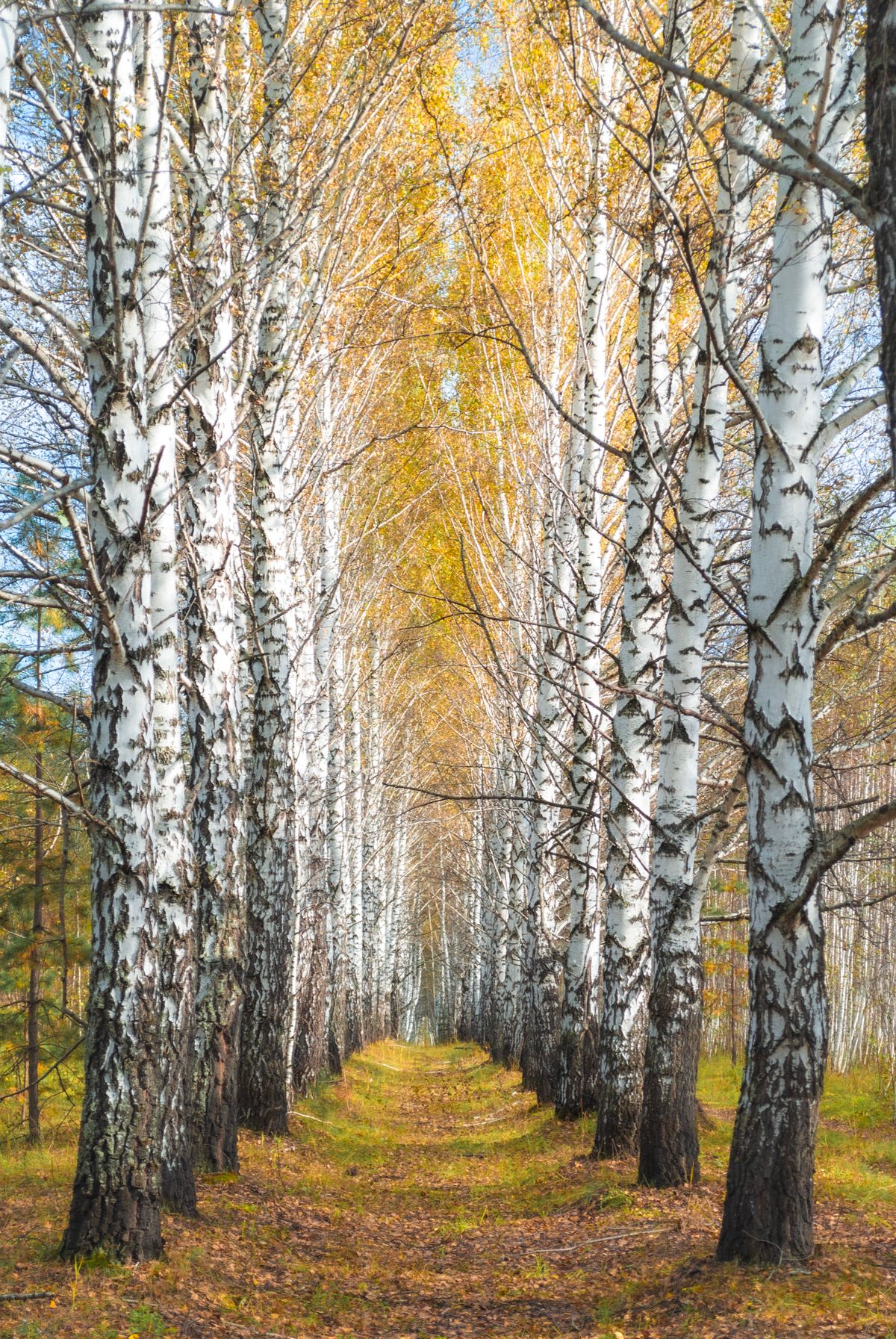 A pathway through tall birch trees with golden autumn foliage — the light in Norrland at the edges of day is unlike anywhere else in Europe
