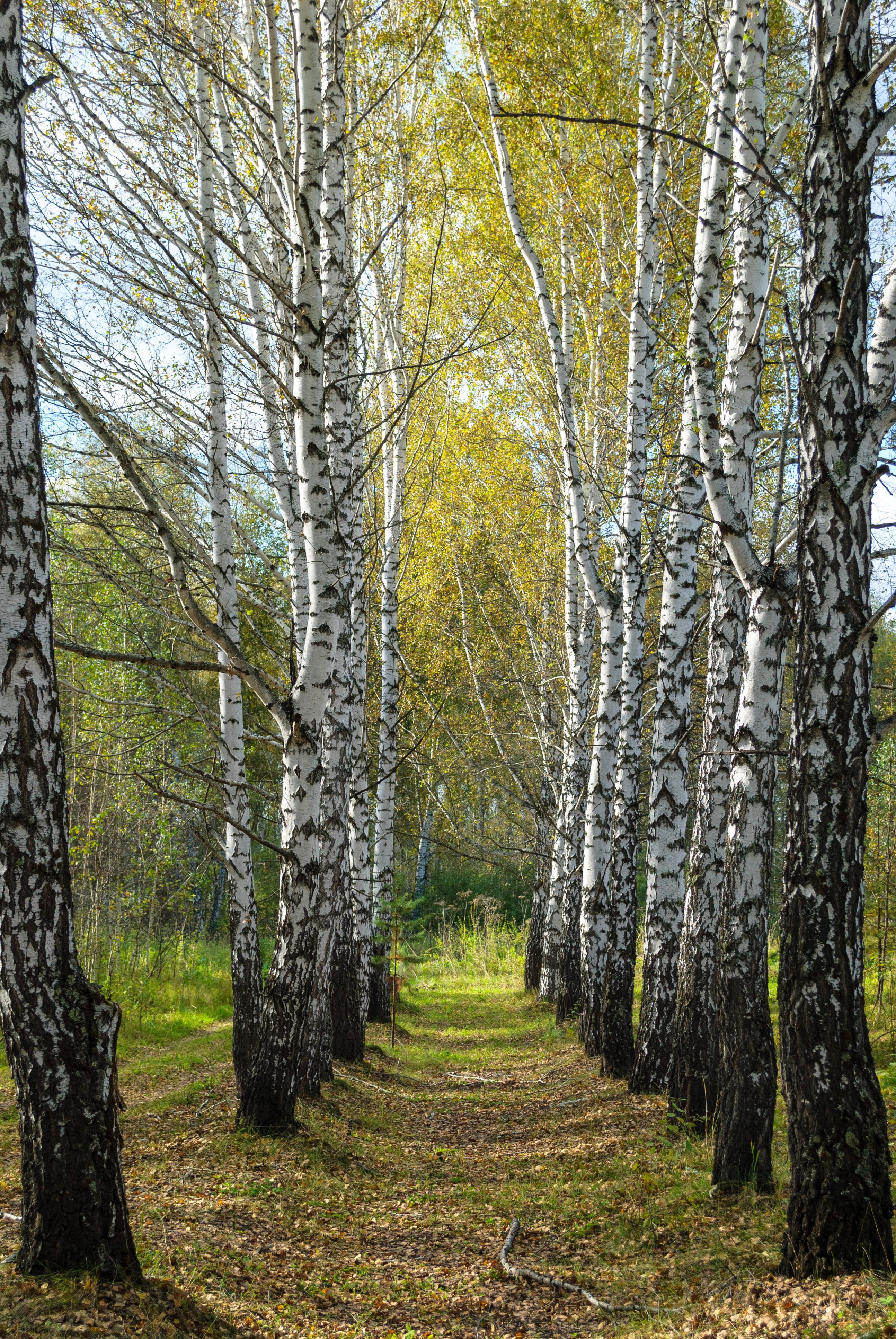 Serene Forest Path Surrounded by Birch Trees · Free Stock Photo