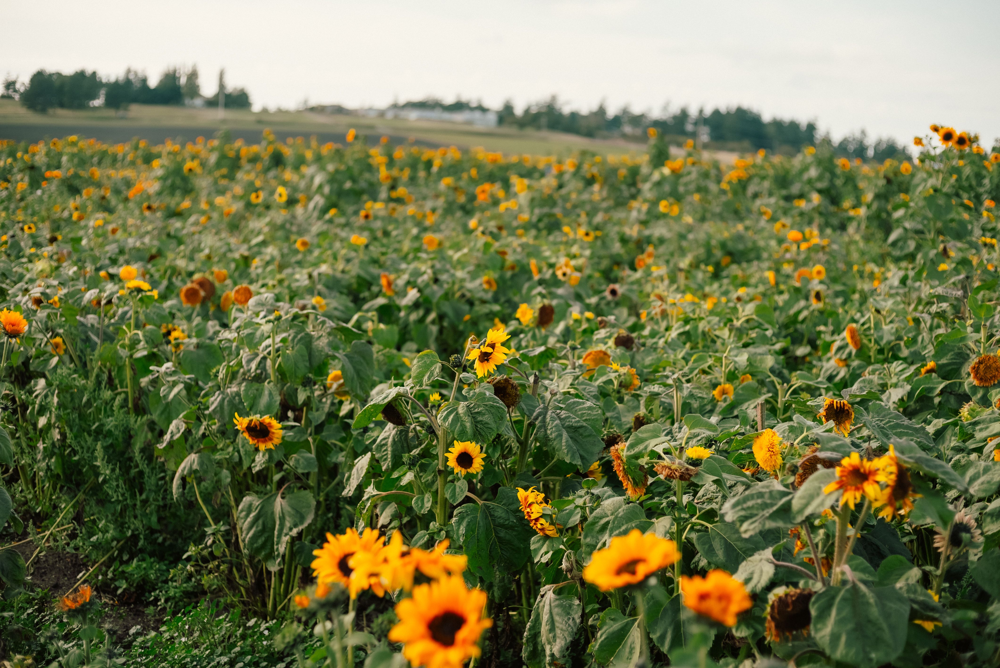 Vibrant Sunflower Field in Full Bloom Near Seattle · Free Stock Photo