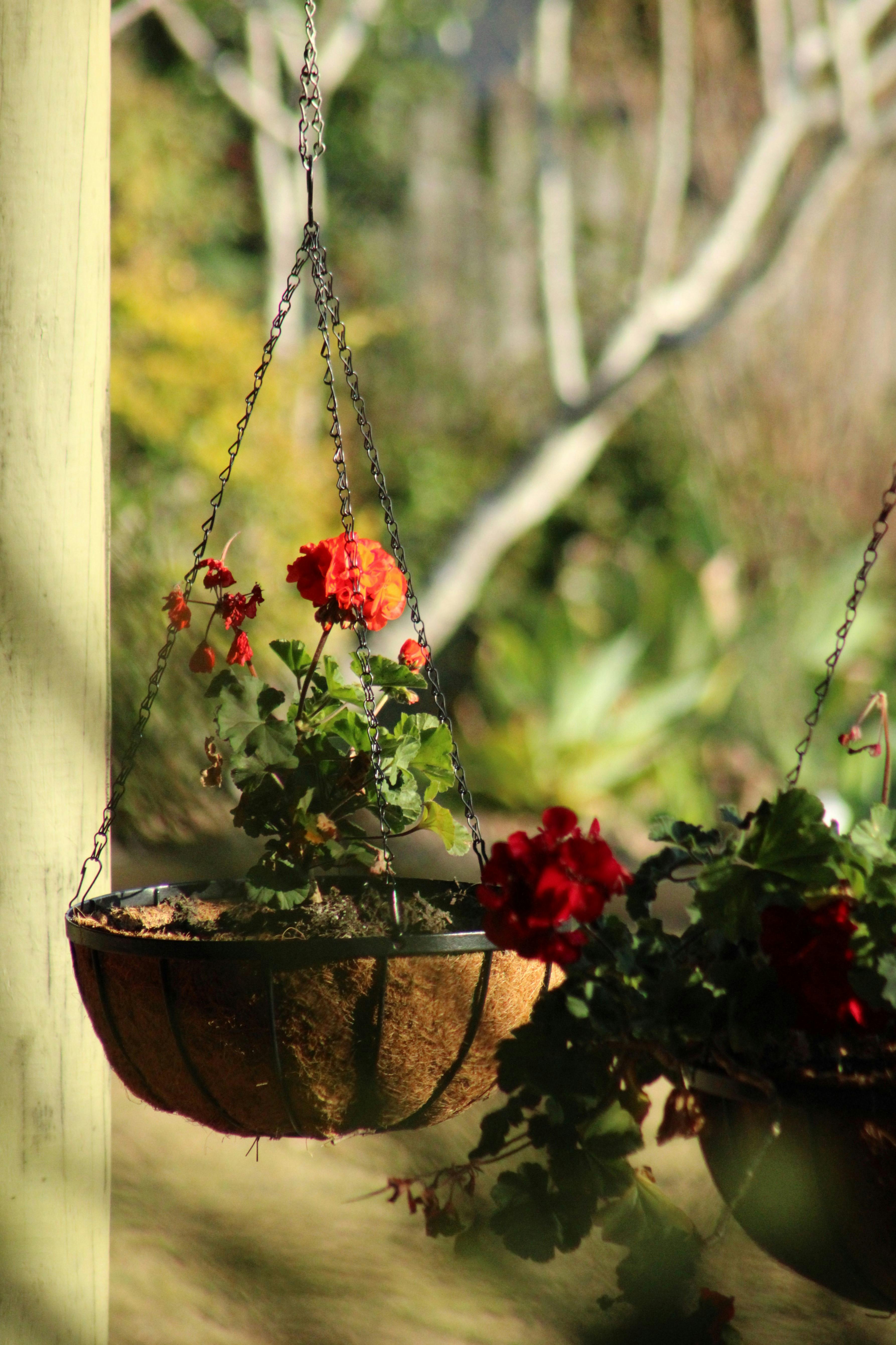 Hanging Baskets