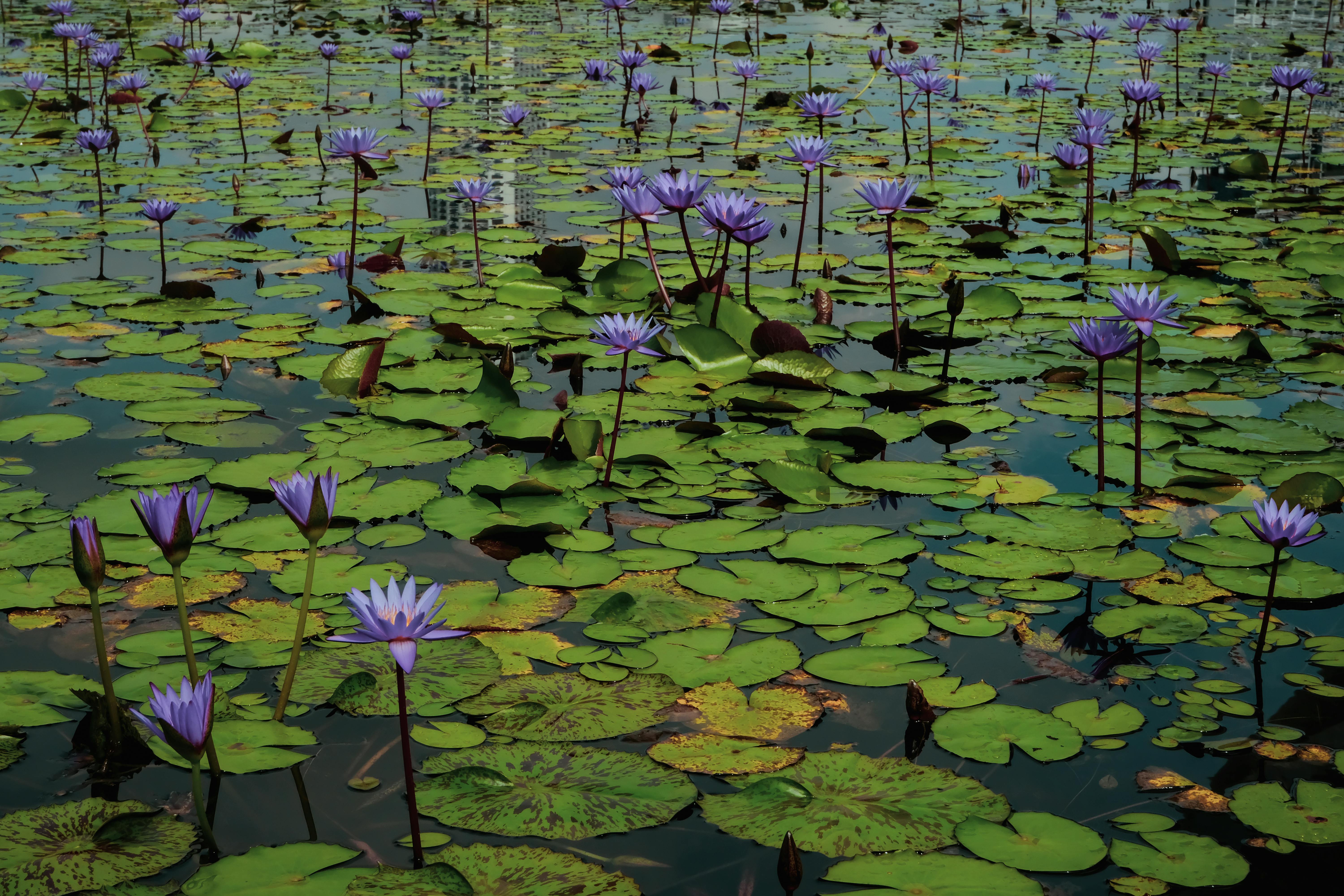 Genomas de nenúfares revelam segredos da evolução das plantas com flores