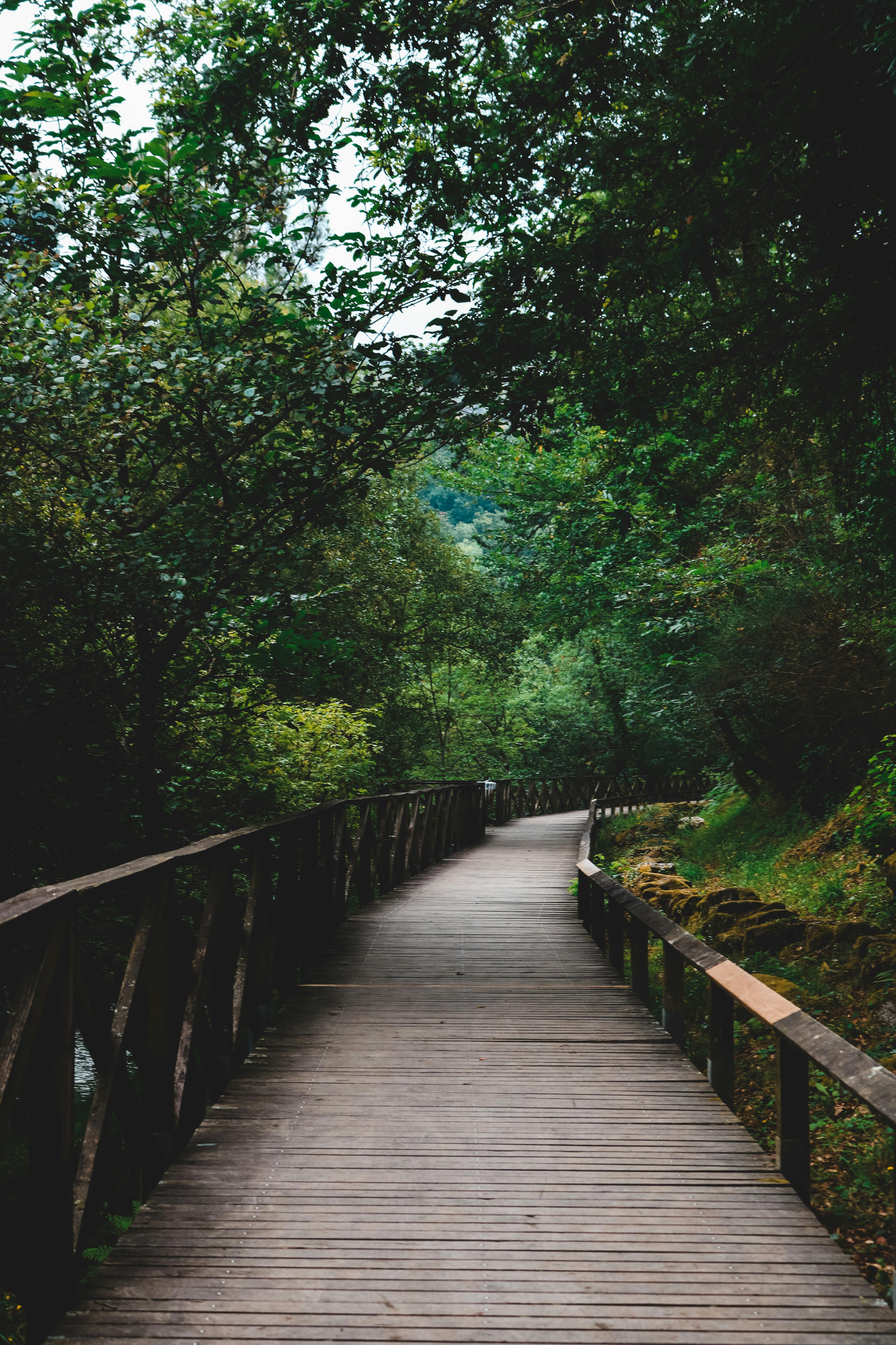 一条木制小路穿过郁郁葱葱的森林，风景优美，为人们提供了宁静的自然漫步体验