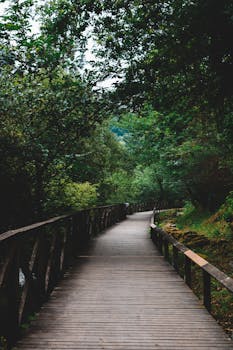 一条木制小路穿过郁郁葱葱的森林，风景优美，为人们提供了宁静的自然漫步体验
