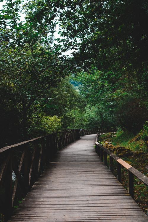 Free A scenic wooden pathway leads through a lush green forest, offering a peaceful nature walk. Stock Photo