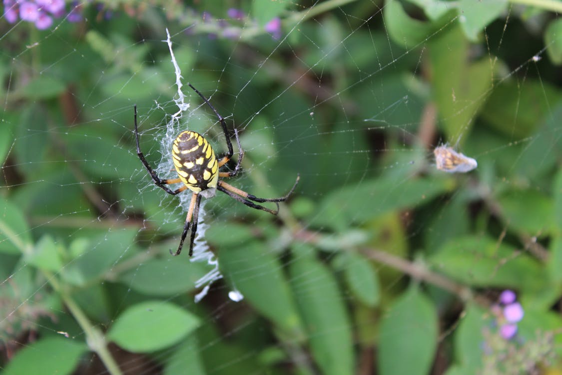 有关花园蜘蛛 黄色花园蜘蛛的免费素材图片