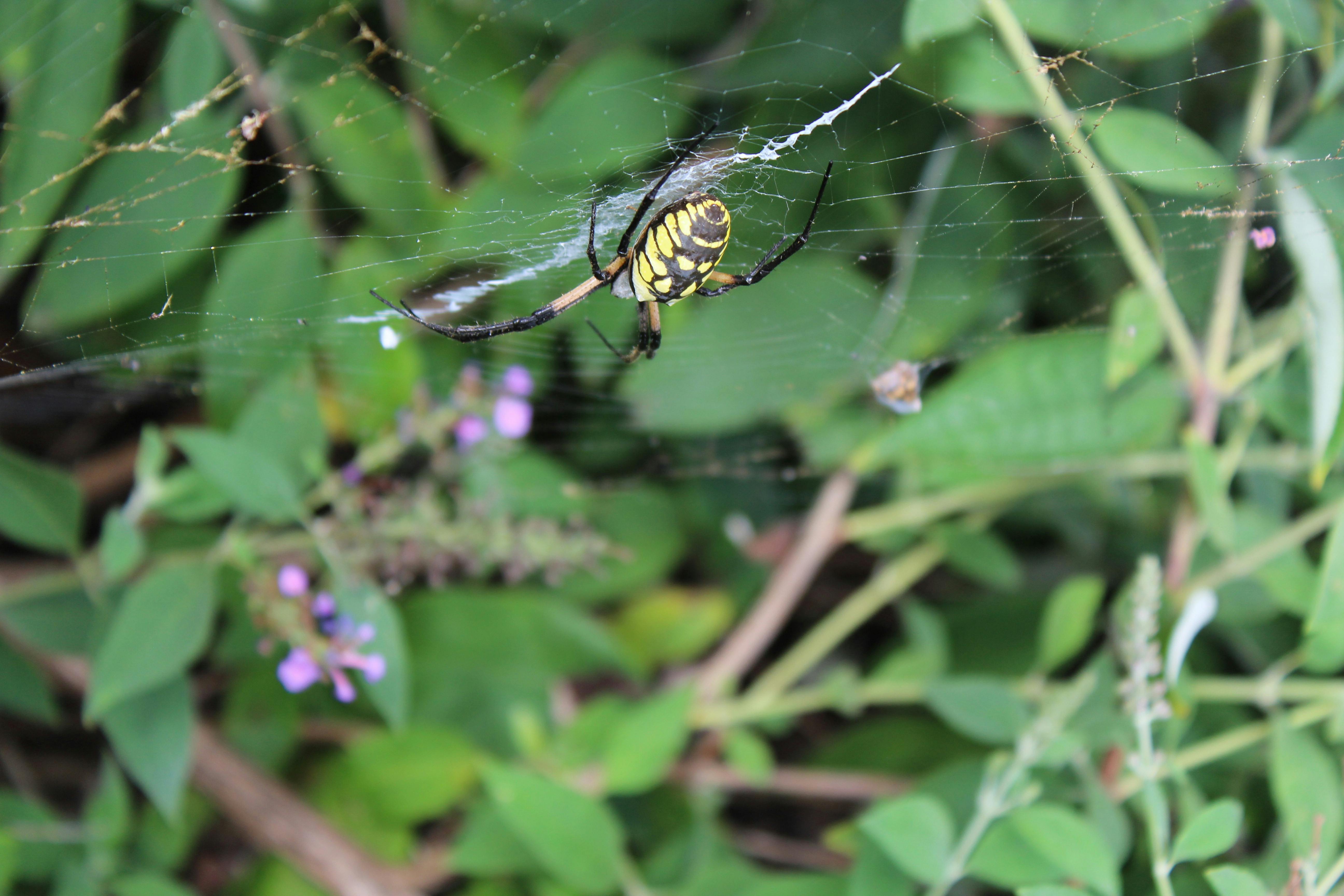 Free Stock Photo Of Yellow Garden Spider