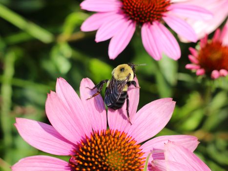 michigan wildflowers bees