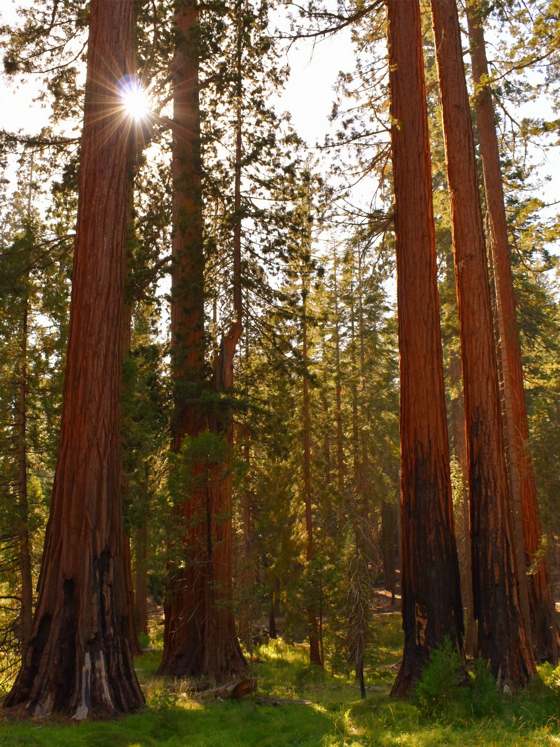 Sunlit sequoia trees captured in an evergreen forest, highlighting nature's beauty and tranquility.