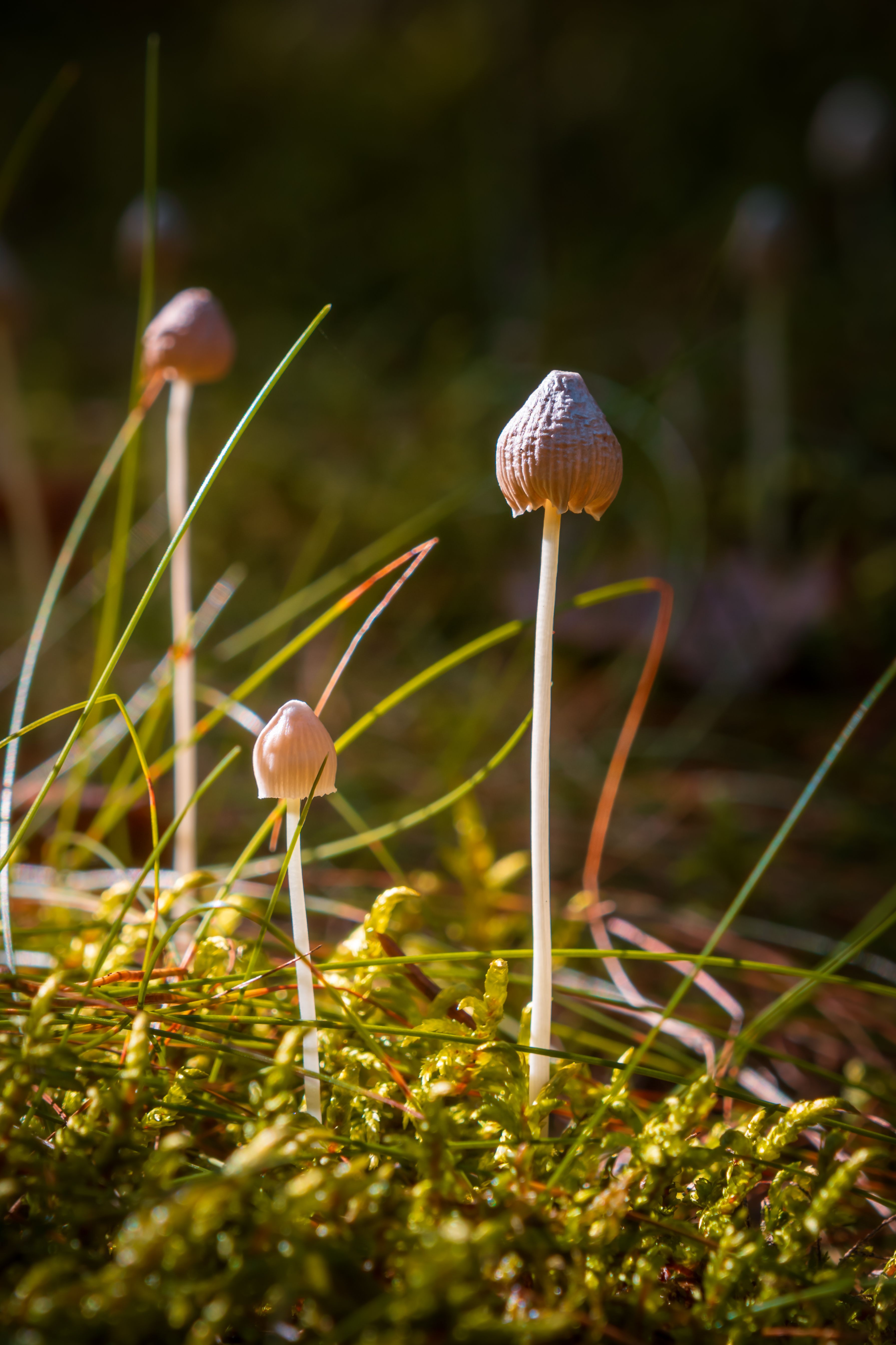 Dramatic autumn forest scene featuring delicate wild mushrooms growing among moss and grass.