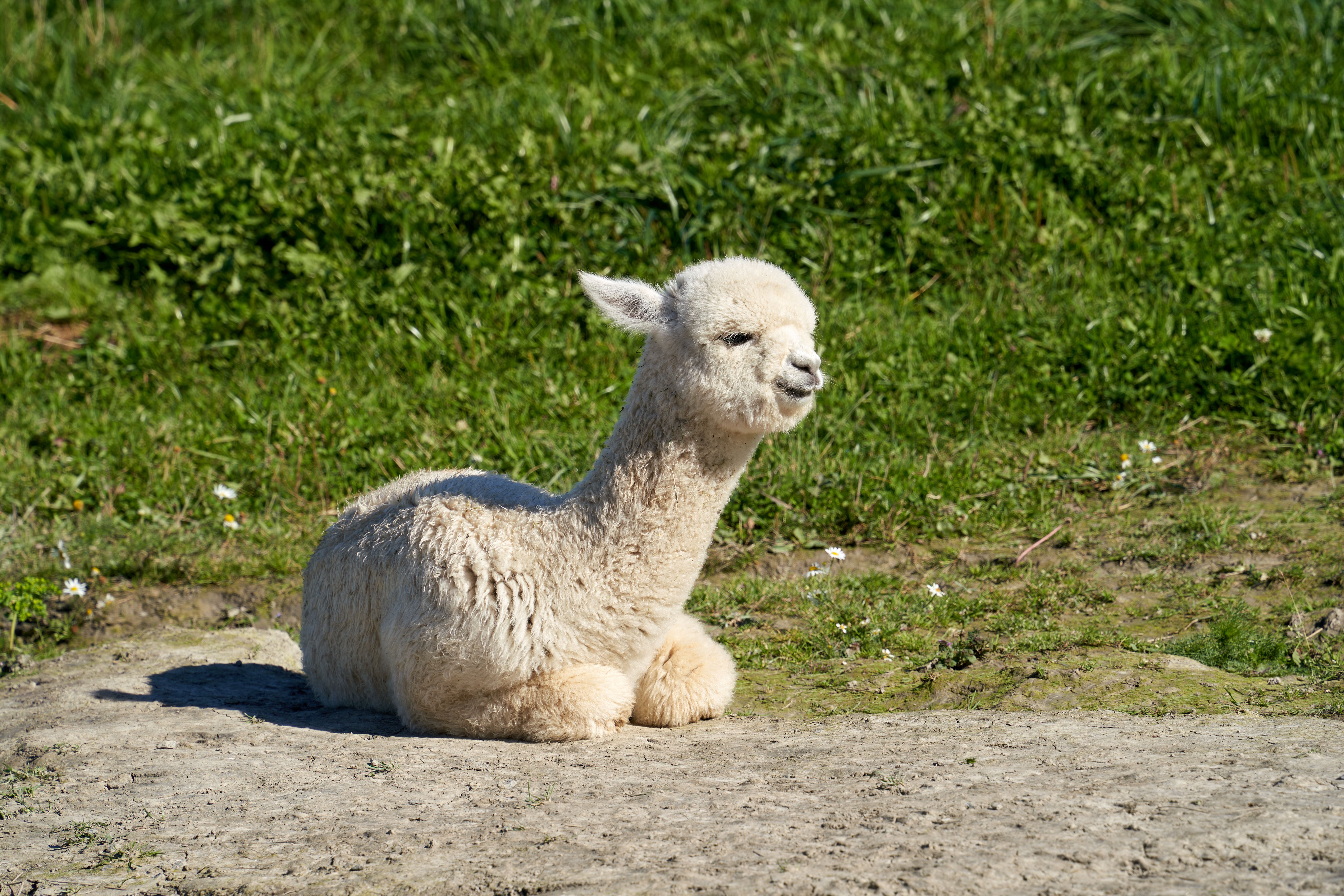 What animal makes a squeaking sound? - The Institute for Environmental ...