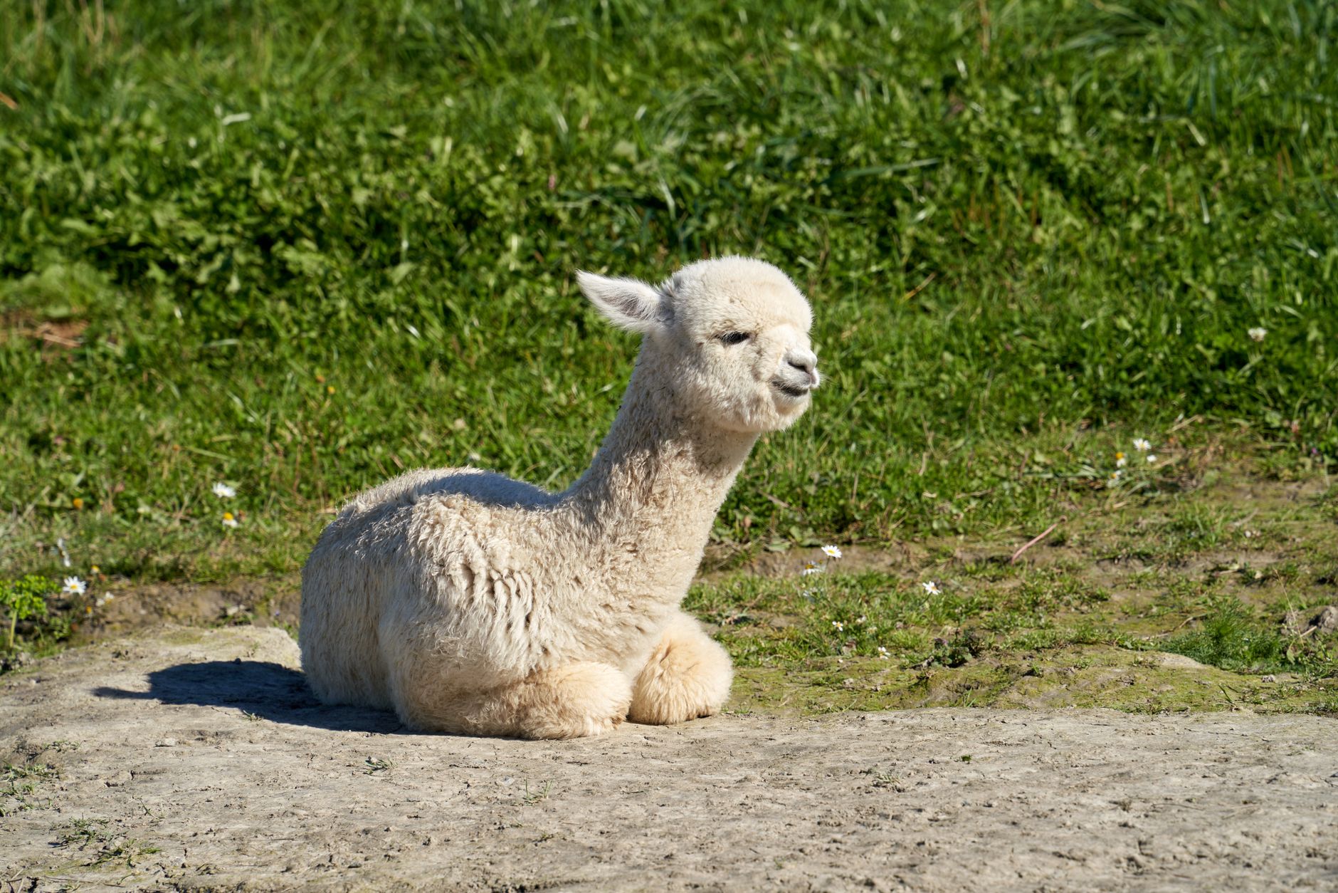 Alpaca Baby Rassel What are baby alpacas called? - The Institute for Environmental ...
