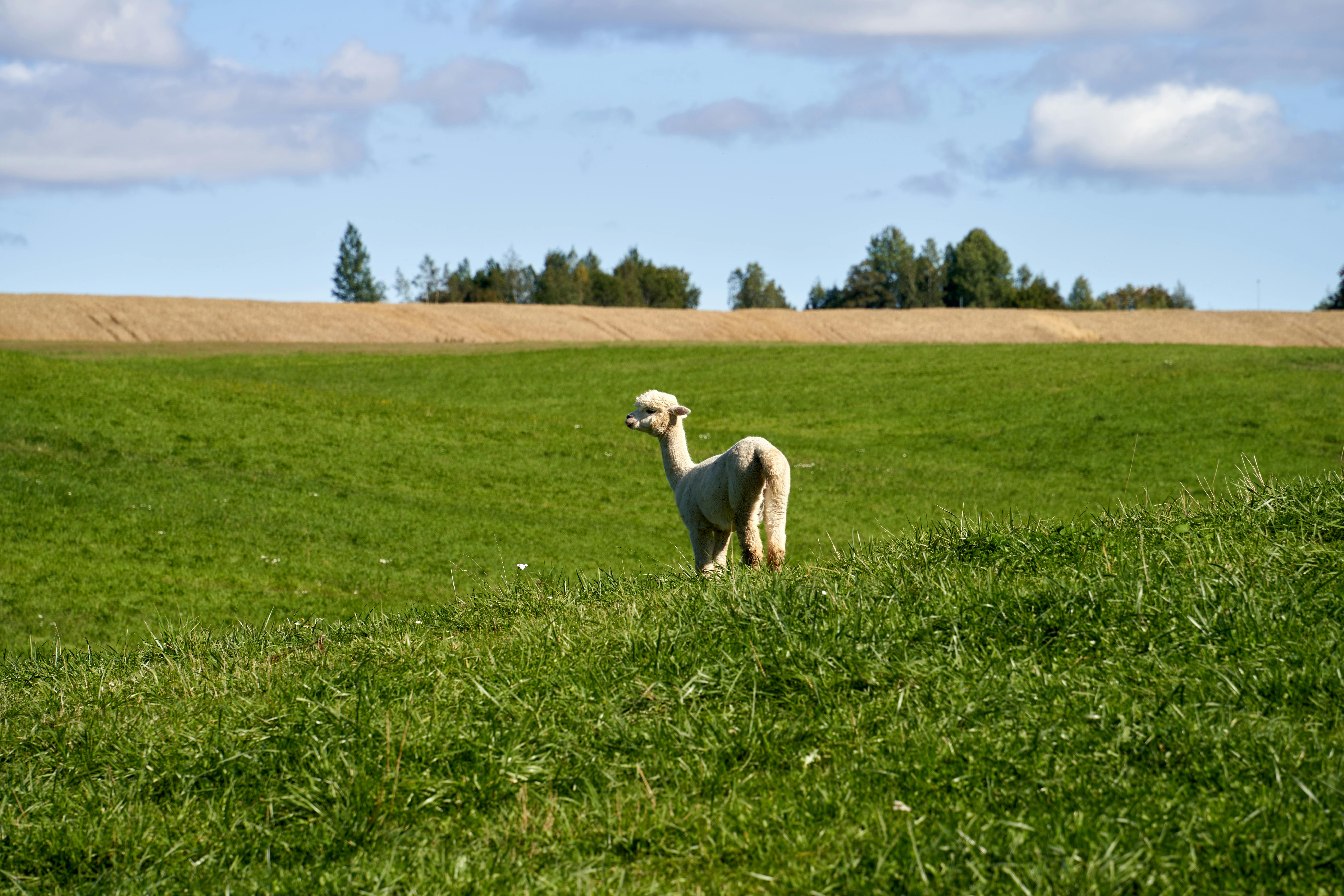 羊駝從頭到腳全利用 揭密安地斯山居民的 0浪費 生活哲學