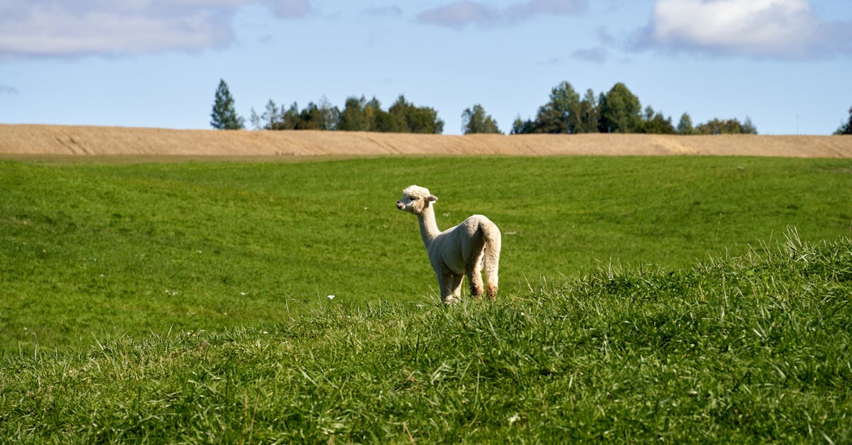 羊駝從頭到腳全利用 揭密安地斯山居民的 0浪費 生活哲學