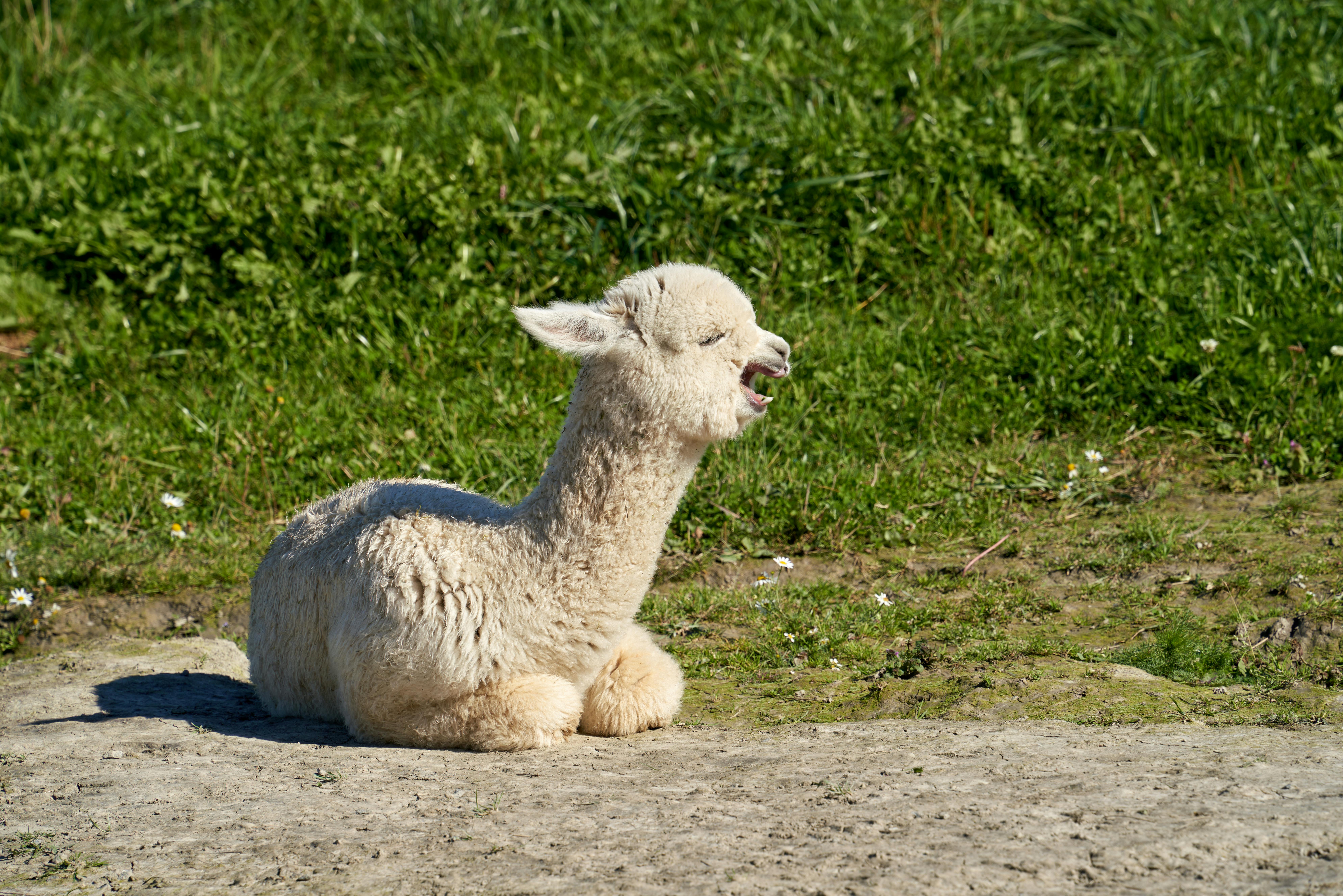 Alpaca