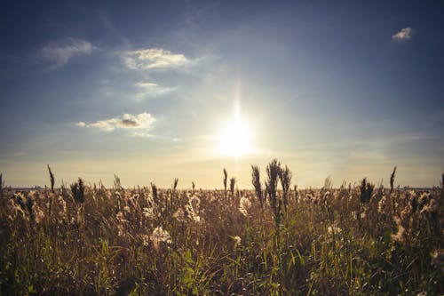 Free stock photo of agriculture, beauty, evening