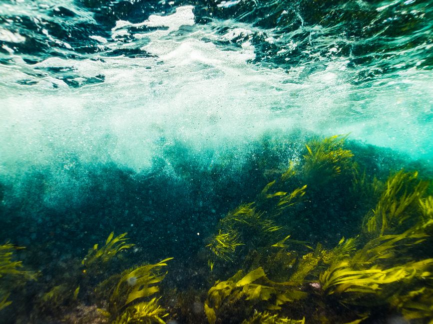 Dynamic underwater scene featuring vibrant seaweed swaying in clear ocean waters.