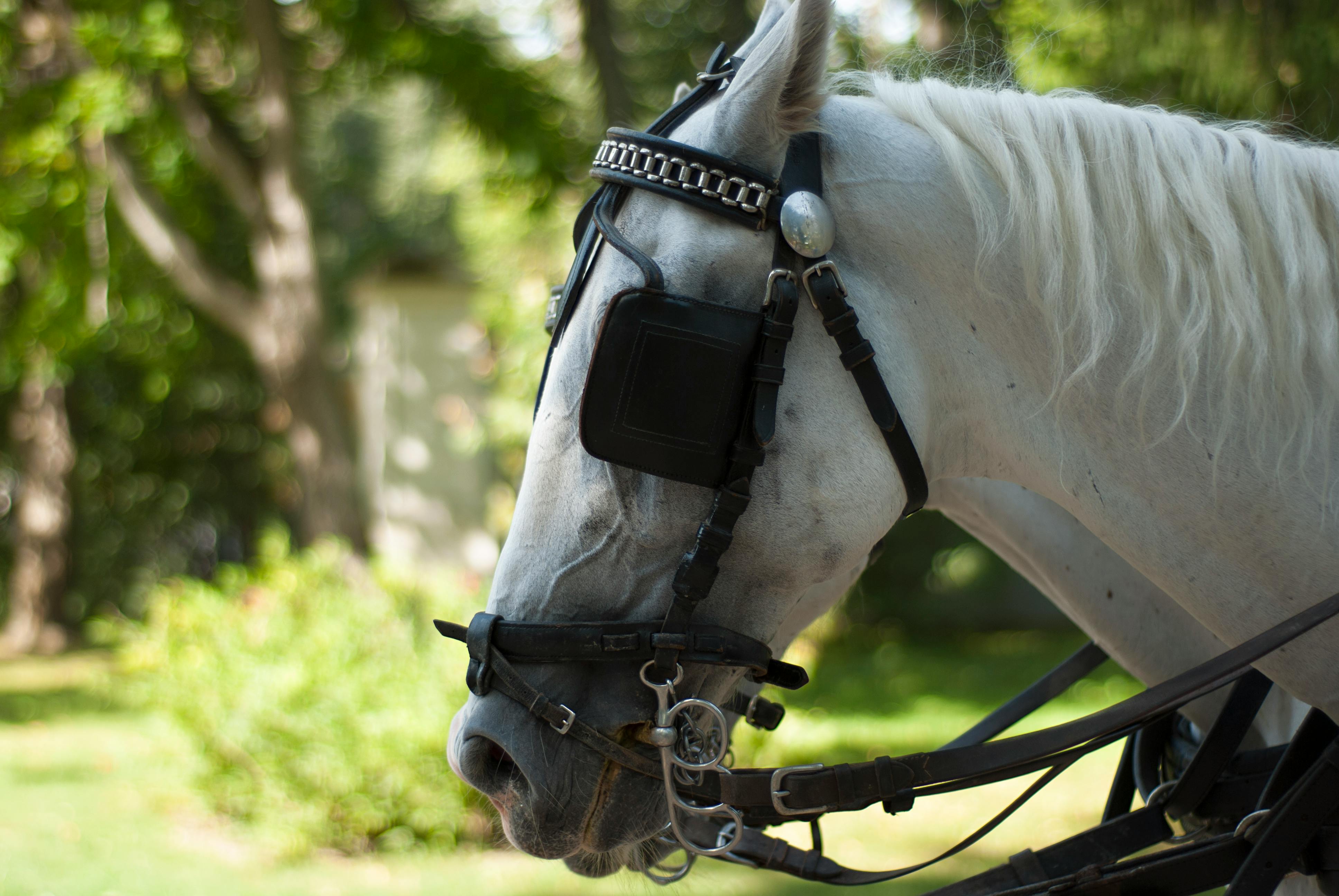 ‘Todd’s sort of lead horse’: Trump’s former criminal defense lawyer ascends DOJ — Photo by Olga Kovalski on Pexels