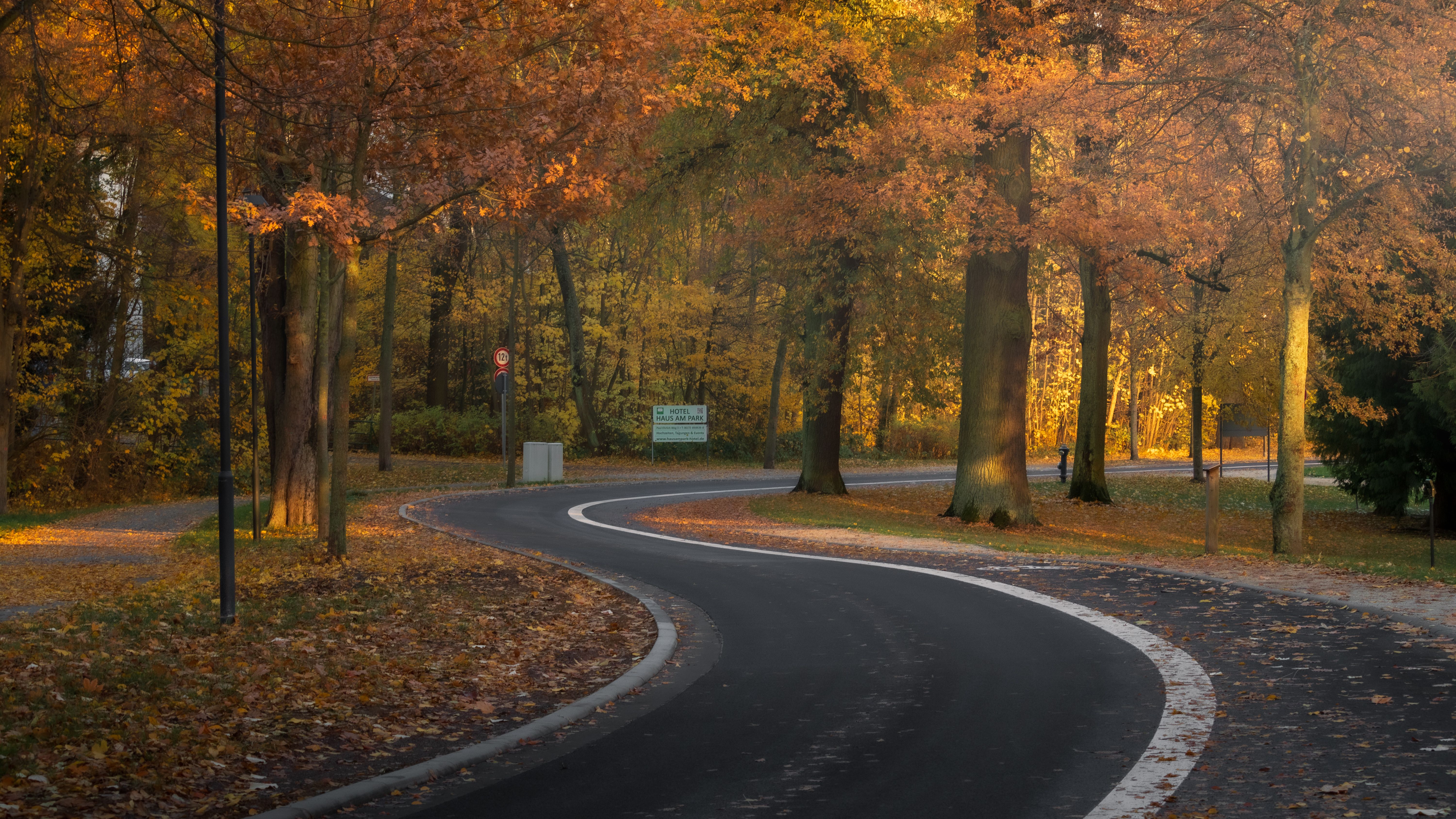 Scenic Autumn Road in a Sunlit Forest · Free Stock Photo
